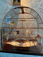 Mozambiquesijs man 2024 incl Braziliaanse kooi, Mannelijk, Geringd