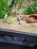 Pleco's baby's, Vis, Schoolvis