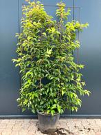 Portugese laurier Prunus haagelement 180 cm hoog nu euro 100, Ophalen of Verzenden, Laurier, 100 tot 250 cm