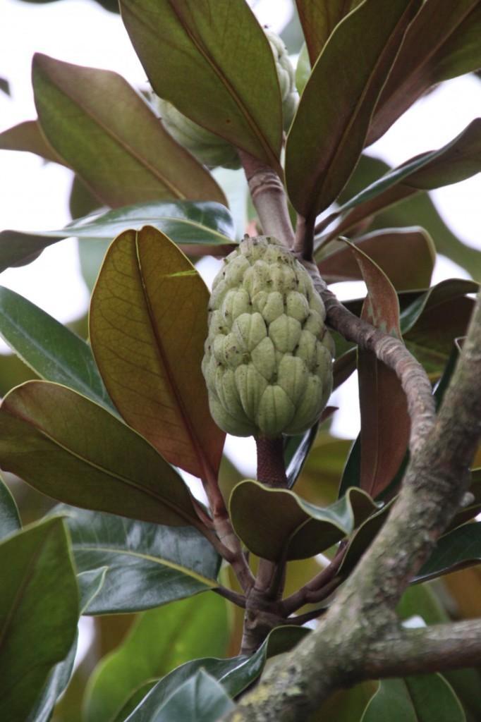 Magnolia grandiflora Magnolia Valse tulpenboom Beverboom, Tuin en Terras, Planten | Tuinplanten, Vaste plant, Overige soorten