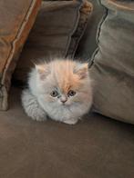 Perzische kitten, Dieren en Toebehoren, Katten en Kittens | Raskatten | Langhaar, Meerdere dieren