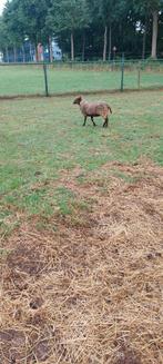Mooi verschillende kleuren qussant schaapjes, Dieren en Toebehoren, Mannelijk, Schaap
