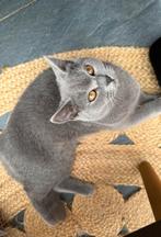 Raszuiver Britse Korthaar Kittens / Laatste kitten!, Dieren en Toebehoren, Katten en Kittens | Raskatten | Korthaar, Meerdere dieren