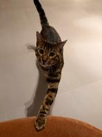 Bengaal, Dieren en Toebehoren, Katten en Kittens | Raskatten | Korthaar, Kater