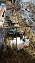 Jonge ram, Dieren en Toebehoren, Konijnen, Mannelijk, Klein, 0 tot 2 jaar