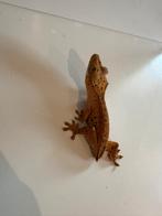 dalmatiër wimpergekko, Dieren en Toebehoren, Hagedis, 0 tot 2 jaar