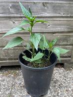 Te koop: vaste plant Rudbeckia (zonnehoedje), Ophalen, Bodembedekkers, Volle zon, Vaste plant