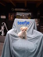 Te koop mooie kleinblijvende speelse boomer pups, Parvo, Overige rassen, 8 tot 15 weken, Meerdere