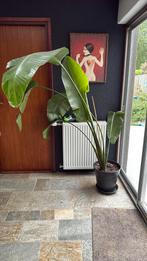 Stralitzia, Huis en Inrichting, Kamerplanten, Palm, In pot, 150 tot 200 cm, Groene kamerplant
