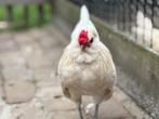 Watermaalse Baardkriel haan gratis, Dieren en Toebehoren, Pluimvee, Mannelijk, Kip