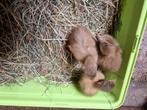 Indische loopeend pulletjes, Dieren en Toebehoren, Geslacht onbekend, Eend