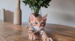 Bengaal kittens met stamboom, Meerdere dieren, Gechipt