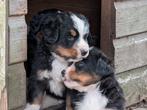 Stamboom Berner Sennen pups, Dieren en Toebehoren, Meerdere, Meerdere dieren, Nederland, Fokker | Hobbymatig