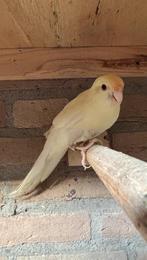 Kakariki, Dieren en Toebehoren, Vogels | Parkieten en Papegaaien, Meerdere dieren, Parkiet, Geringd