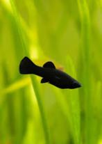 Black Molly - Algen eter - Koidream Valburg, Vis, Zoetwatervis