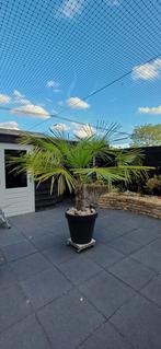 Mooie Winterharde Waaierpalm - 2m hoog, Tuin en Terras, Planten | Bomen, 100 tot 250 cm, Zomer, Palmboom, Ophalen
