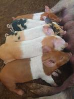 Prachtige biggen te koop, Dieren en Toebehoren, Schapen, Geiten en Varkens, Meerdere dieren, Geit