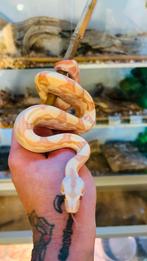 Boa, sunglow motley kahl 0.1, Dieren en Toebehoren, Reptielen en Amfibieën, Slang, 0 tot 2 jaar