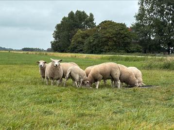 Koppel ooilammeren, zwoegervrij en ARR/ARR beschikbaar voor biedingen