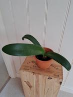 Poederkwast, Huis en Inrichting, Kamerplanten, Ophalen, Overige soorten, Minder dan 100 cm