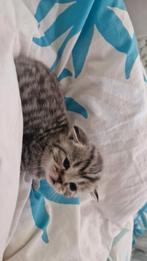 Brits korthaar, Overige vormen