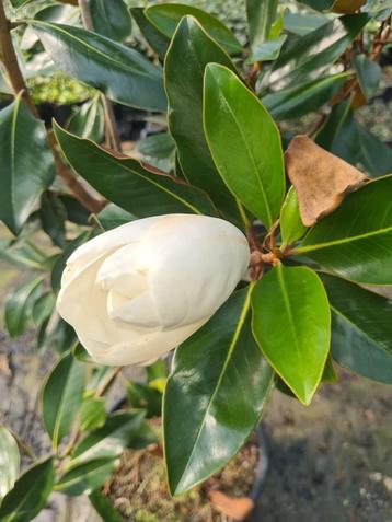 Magnolia Grandiflora - exclusieve groenblijvende magnolia beschikbaar voor biedingen