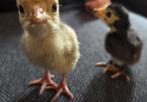 2 kalkoen kuikens., Dieren en Toebehoren, Pluimvee, Geslacht onbekend, Kalkoen