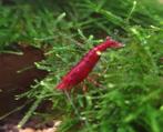 Bloody mary - Fire red - Cherry - Vuurgarnaal - Neocaridina, Zoetwatervis, Kreeft, Krab of Garnaal, Schoolvis