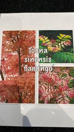 Toona sinensis flamingo uienboom # nieuw # uniek, Ophalen, Volle zon, Overige soorten