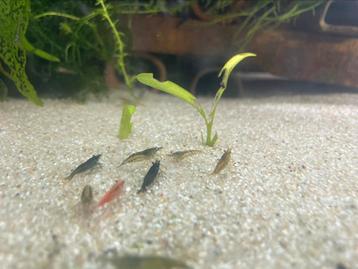 Overbevolking mix garnalen beschikbaar voor biedingen