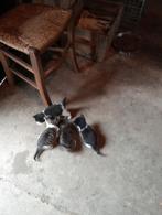 4 jonge poesjes gratis afhalen, Dieren en Toebehoren, Katten en Kittens | Overige Katten