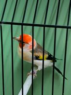 Witkop major putter 2025, Dieren en Toebehoren, Mannelijk, Wildzangvogel, Geringd