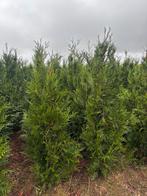 Thuja Atrovirens – Levensboom, Ophalen, Conifeer, 100 tot 250 cm