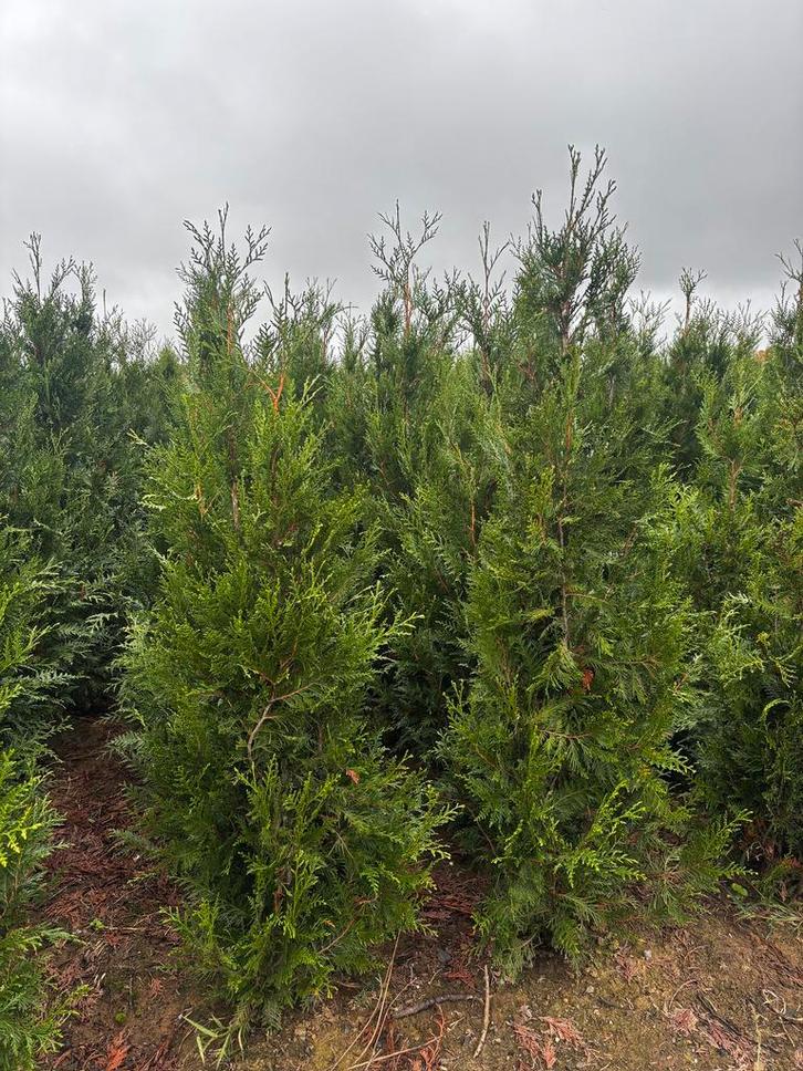 Thuja Atrovirens – Levensboom, Tuin en Terras, Planten | Struiken en Hagen, Conifeer, 100 tot 250 cm, Ophalen