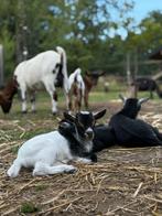 Jonge dwerg geit bokjes, Dieren en Toebehoren, Schapen, Geiten en Varkens, Mannelijk, Geit