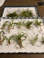 Bodem plant stekken 10 voor 5,00, Dieren en Toebehoren, Vissen | Aquaria en Toebehoren, Ophalen, Zo goed als nieuw, Plant(en), Steen of Hout