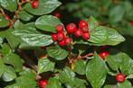 Cotoneaster dammeri, is een wintergroene bodembedekker, Tuin en Terras, Planten | Tuinplanten, Halfschaduw, Zomer, Bodembedekkers