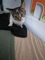 Kittens, Dieren en Toebehoren, Katten en Kittens | Overige Katten, Meerdere dieren, Kortharig, 0 tot 2 jaar