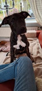 Lieve Aanhankelijke X Whippet/ Am. Stafford PUP, Dieren en Toebehoren, Reu, 8 tot 15 weken, Eén hond, Middel