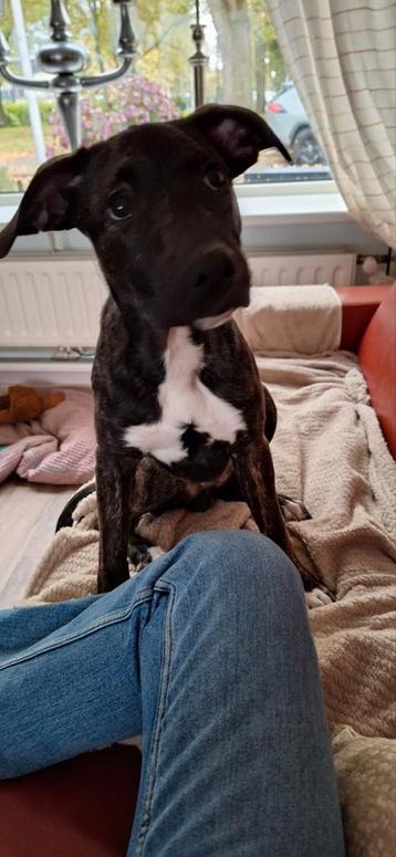 Lieve Aanhankelijke X Whippet/ Am. Stafford PUP beschikbaar voor biedingen