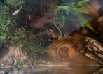 Gratis ophalen 20 guppen (gereserveerd), Dieren en Toebehoren, Vissen | Aquariumvissen, Vis