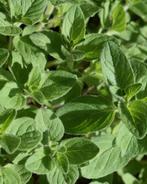 Uit de biologische moestuin: Oregano zaden en planten, Volle zon, Vaste plant, Ophalen of Verzenden, Kruiden