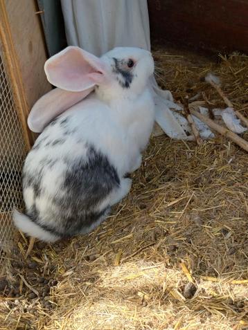 Duitse reus ram voor weinig!! beschikbaar voor biedingen