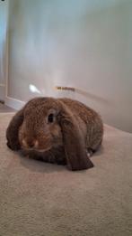 Lieve jonge franse hangoor konijn, Dieren en Toebehoren, Konijnen, Mannelijk, Groot, Hangoor