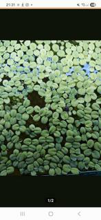 Drijfplant, Dieren en Toebehoren, Vissen | Aquaria en Toebehoren, Ophalen, Plant(en), Steen of Hout