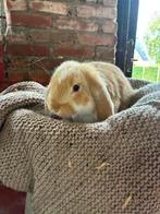 Lieve Franse hangoor konijn, Dieren en Toebehoren, Konijnen, Vrouwelijk, Groot, Hangoor, 0 tot 2 jaar