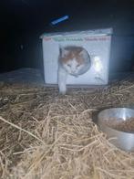 Gratis isoleerbox/ schuilplek voor zwerfkat, Dieren en Toebehoren, Ophalen