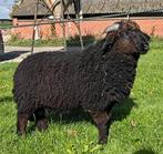 Makke zwarte ram te koop!, Dieren en Toebehoren, Schapen, Geiten en Varkens, Mannelijk, Schaap