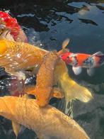 Chagoi japanse koi, Dieren en Toebehoren, Karper of Koi