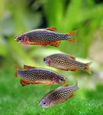 Rasbora Galaxy €3,- p/stuk, Dieren en Toebehoren, Vissen | Aquariumvissen